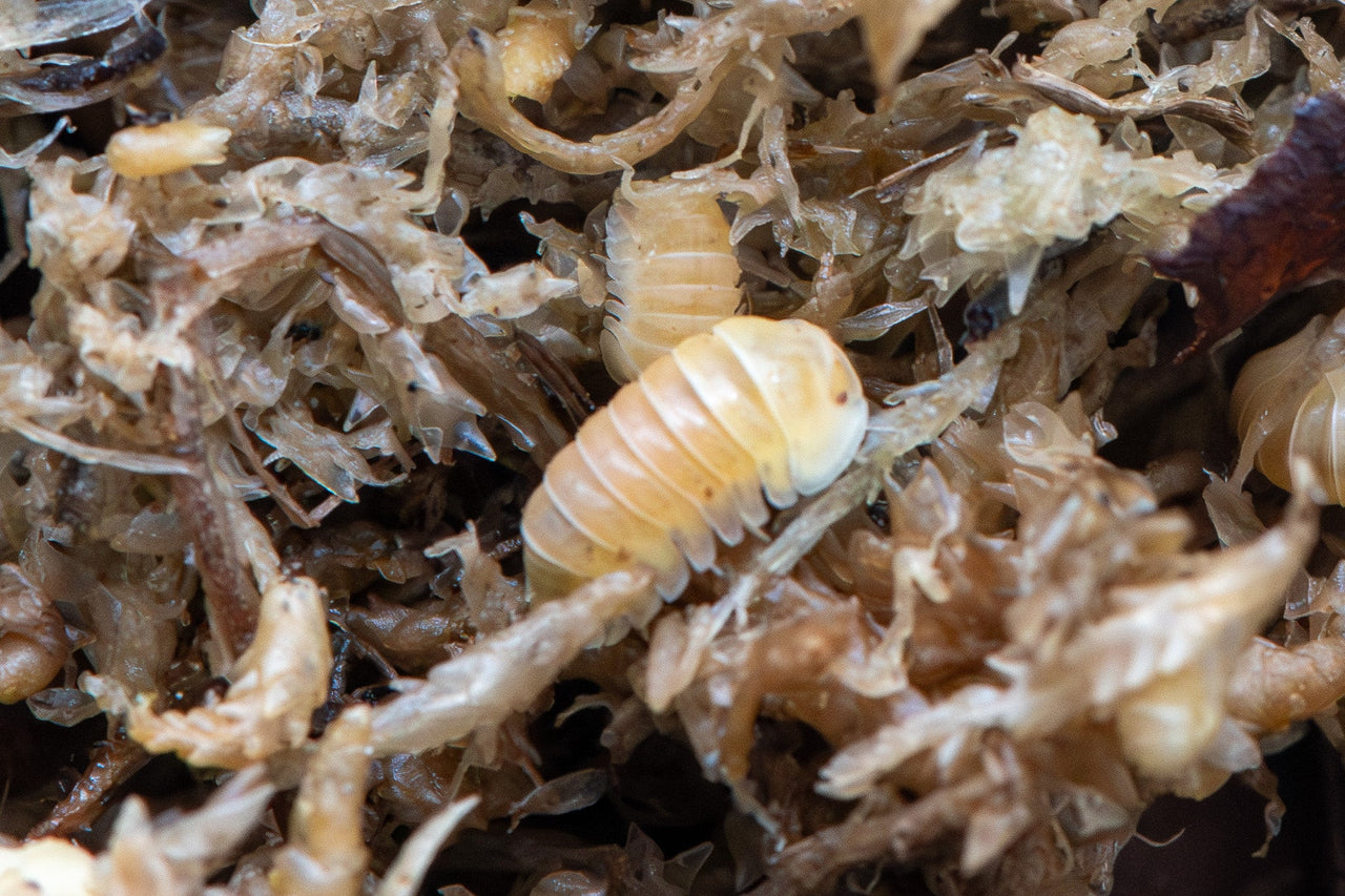 Albino Ducky Isopods (Cubaris sp.)