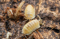 Albino Ducky Isopods (Cubaris sp.)