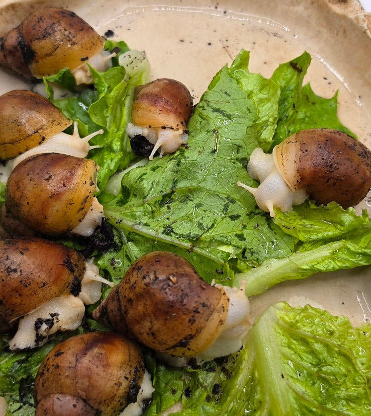 Albino Rodatzi Giant African Land Snails ( Lissachatina Fulica)