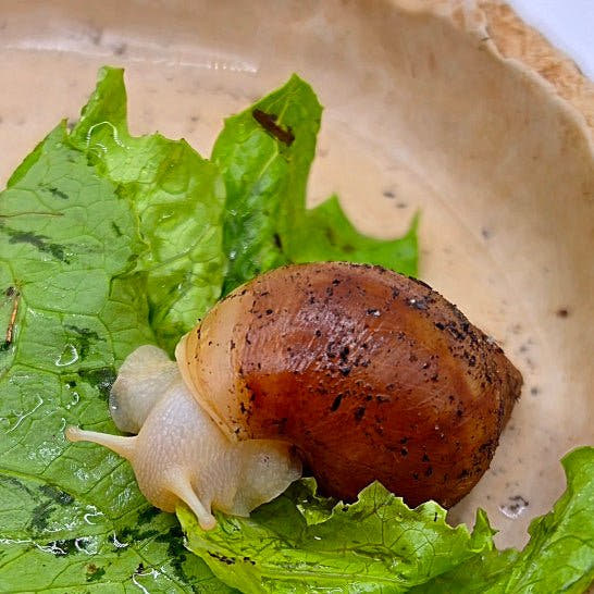 Albino Rodatzi Giant African Land Snails ( Lissachatina Fulica)