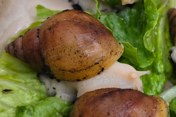 Albino Rodatzi Giant African Land Snails ( Lissachatina Fulica)