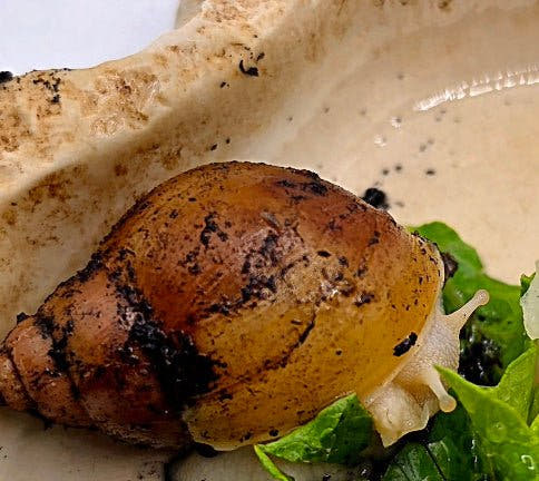 Albino Rodatzi Giant African Land Snails ( Lissachatina Fulica)