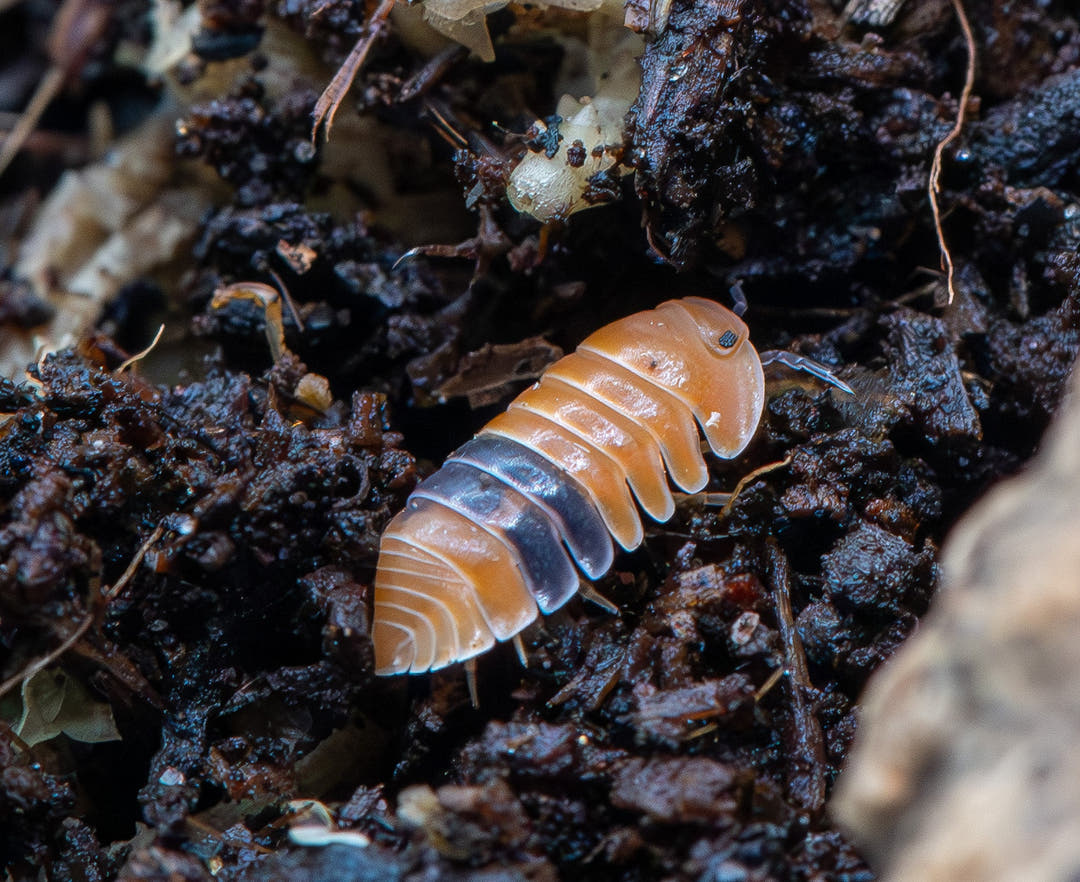 amber ducky isopod