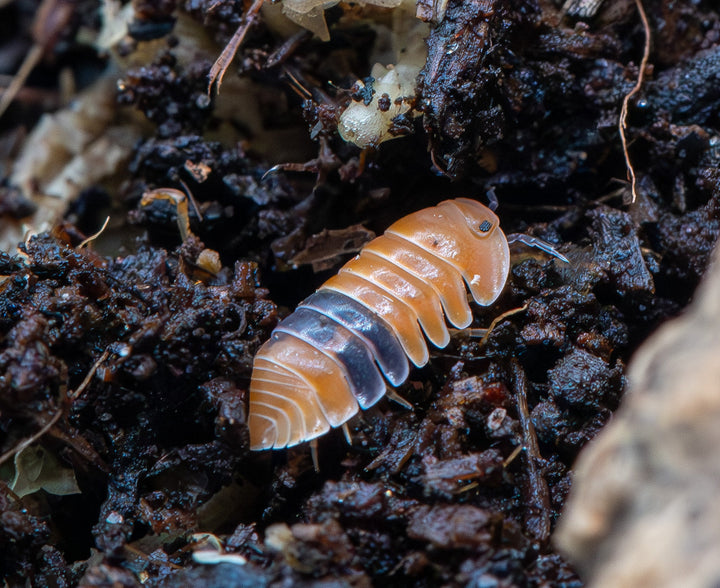 amber ducky isopod