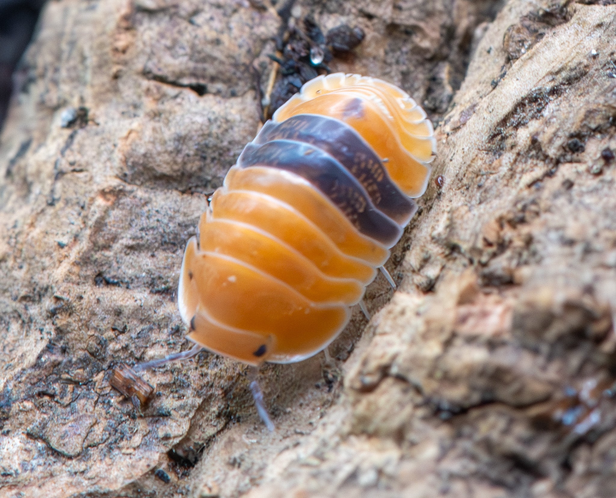 Amber Ducky Isopods (Cubaris sp.) - UK Bred | PostPods