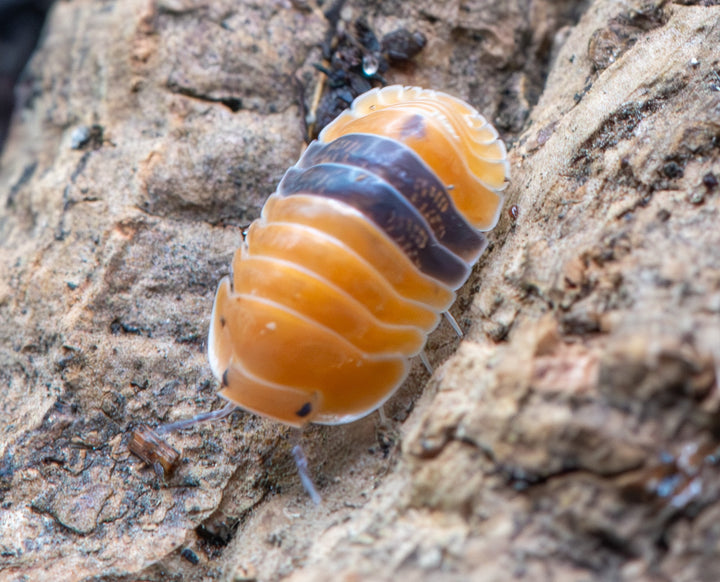 amber ducky isopod
