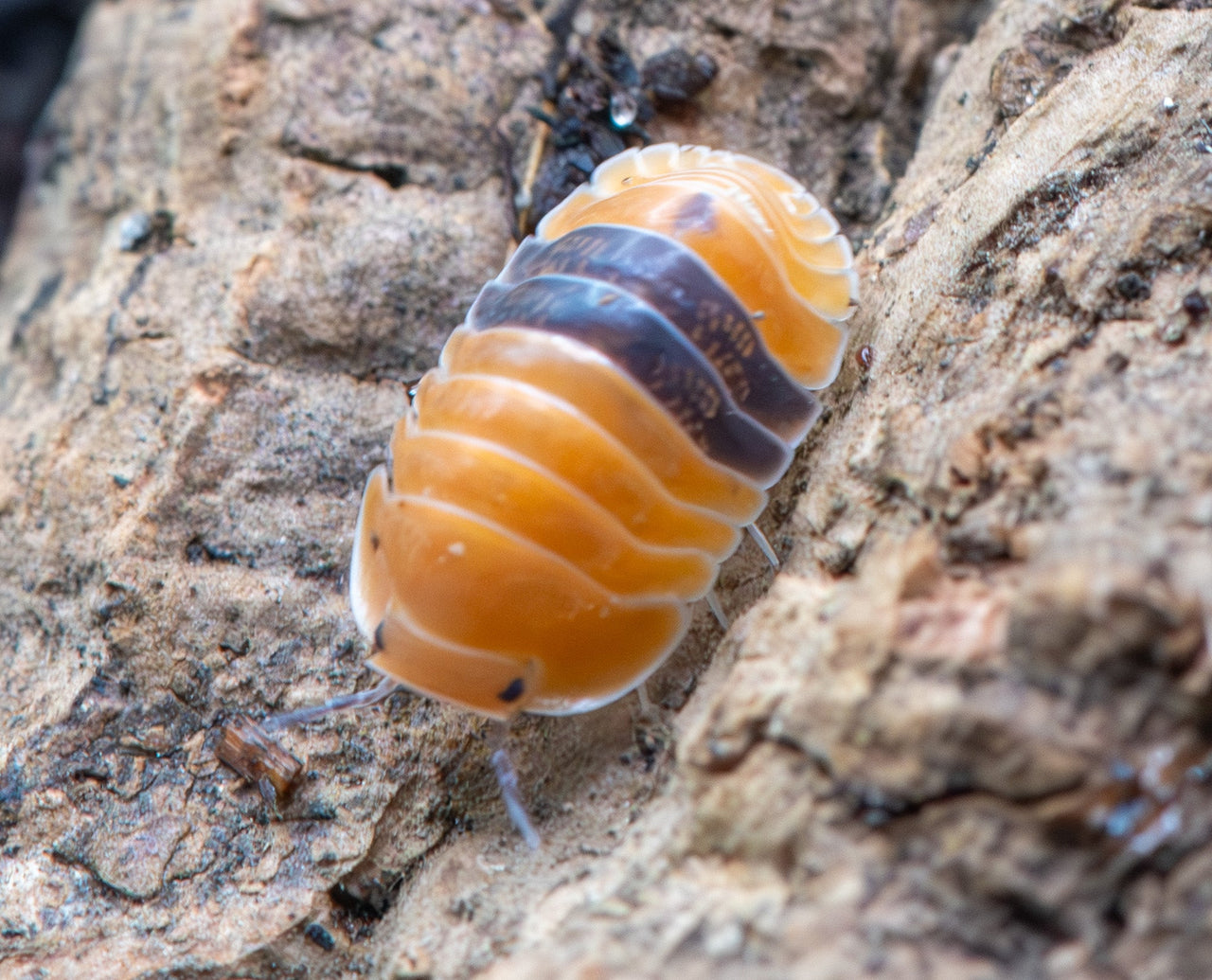 amber ducky isopod