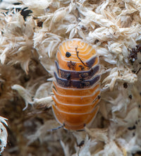 cubaris amber ducky isopod