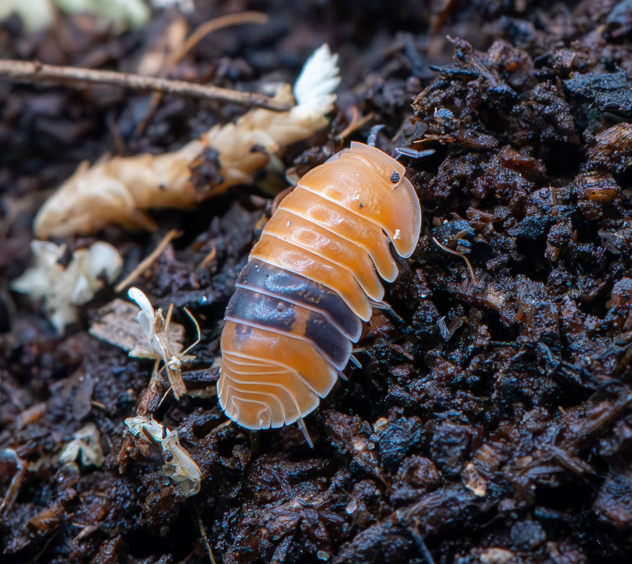 cubaris amber ducky isopod