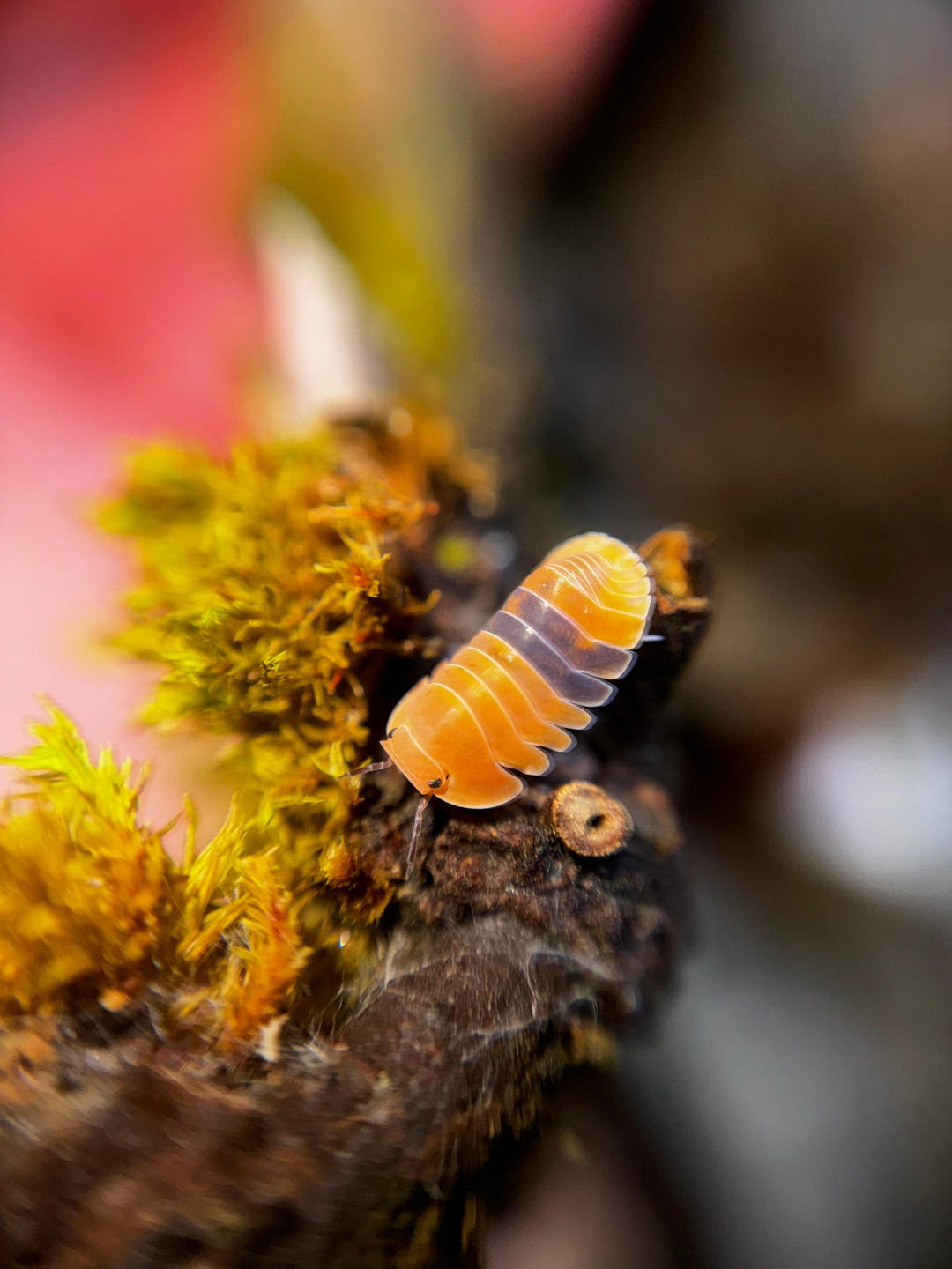 Amber Ducky Isopods (Cubaris sp.)