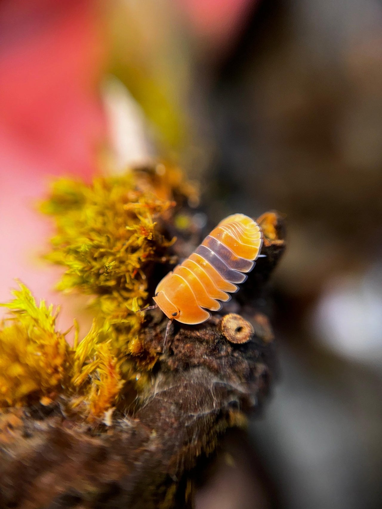 Amber Ducky Isopods (Cubaris sp.)