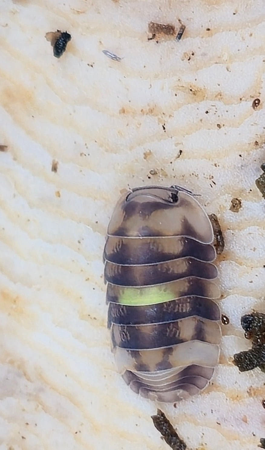 An Amber Firefly isopod banded dark brown and cream, a bright yellow-green band across its middle, on a pale ridged surface.