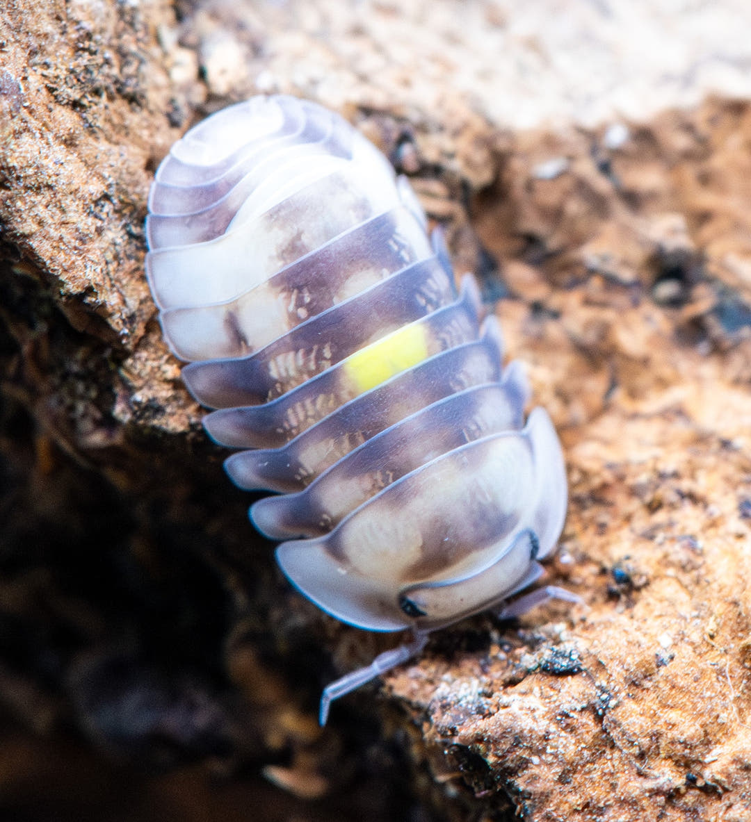 A pale grey and cream Amber Firefly isopod with a yellow patch mid-back, on crumbly orange-brown bark.