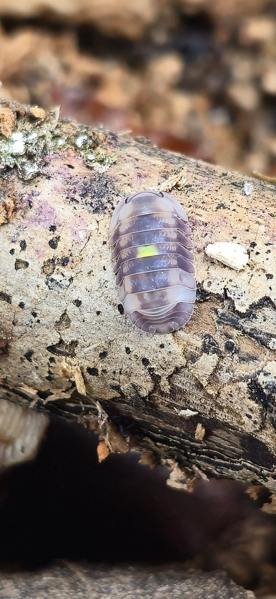 An Amber Firefly isopod with a small yellow mark on its back, on a pale branch spotted with lichen.