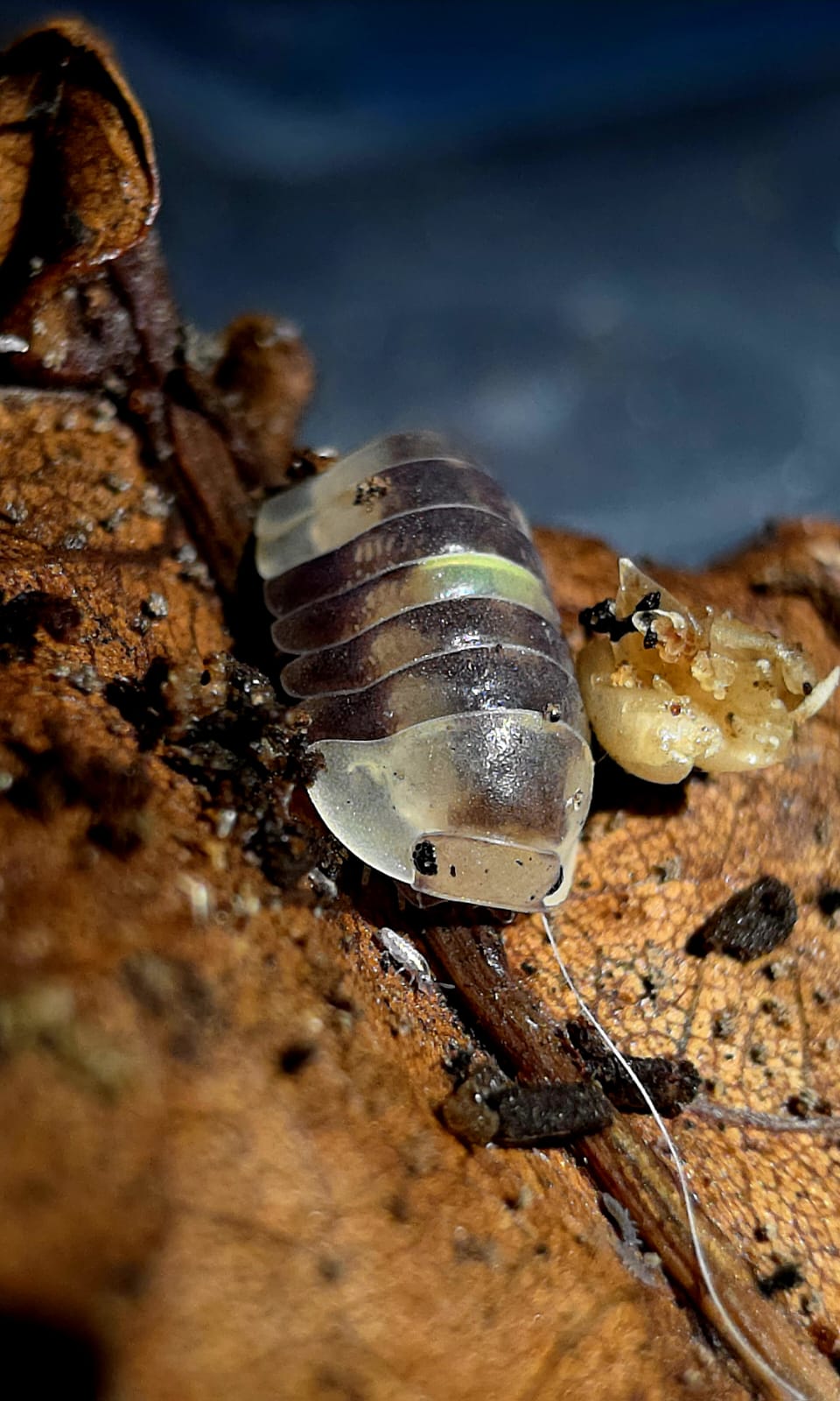 A pale, part-translucent Amber Firefly isopod with dark brown bands, on a rust-brown leaf flecked with grit.