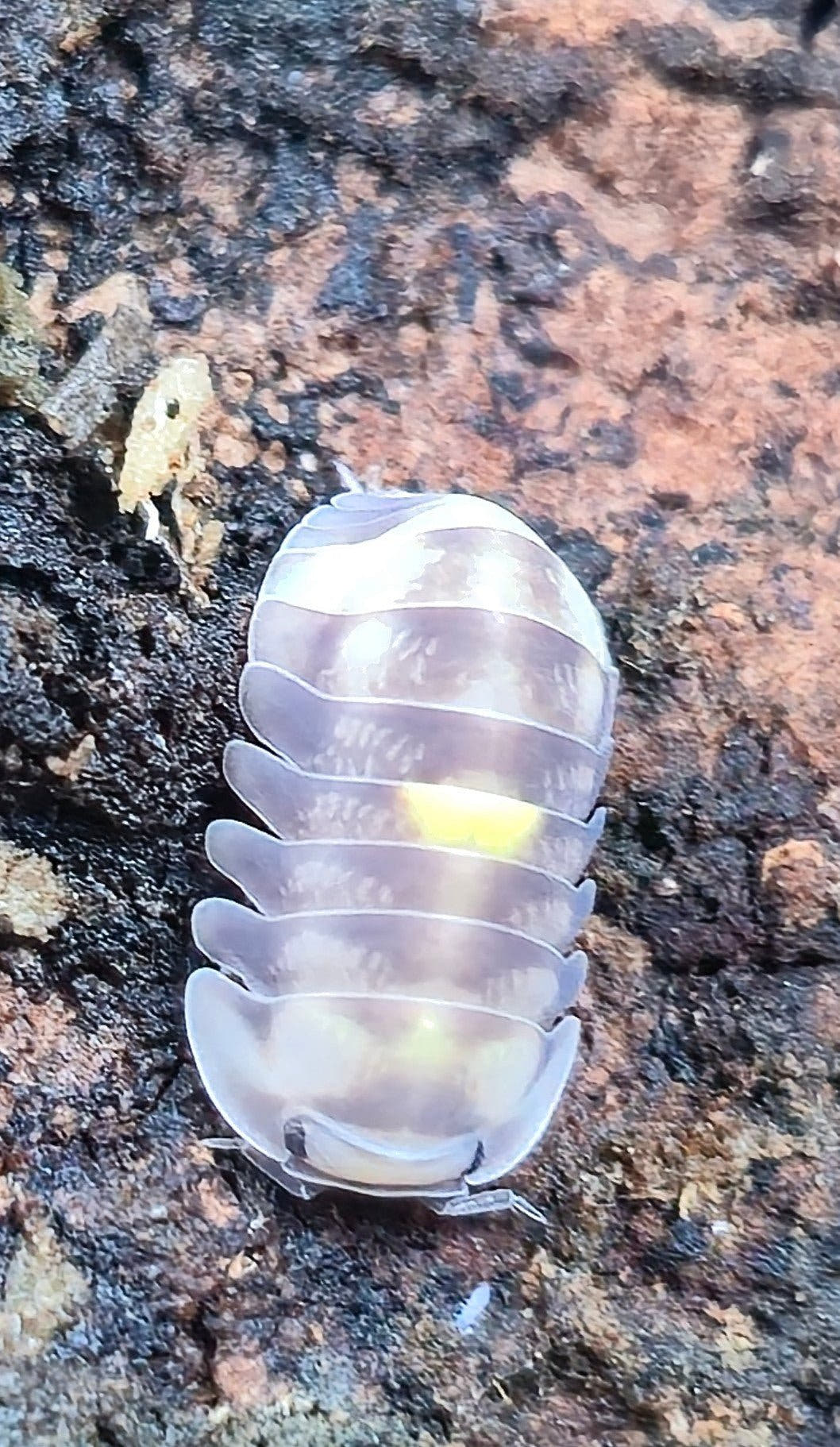 An Amber Firefly isopod, pale lilac and white with a bright yellow patch mid-back, on mottled orange and black bark.
