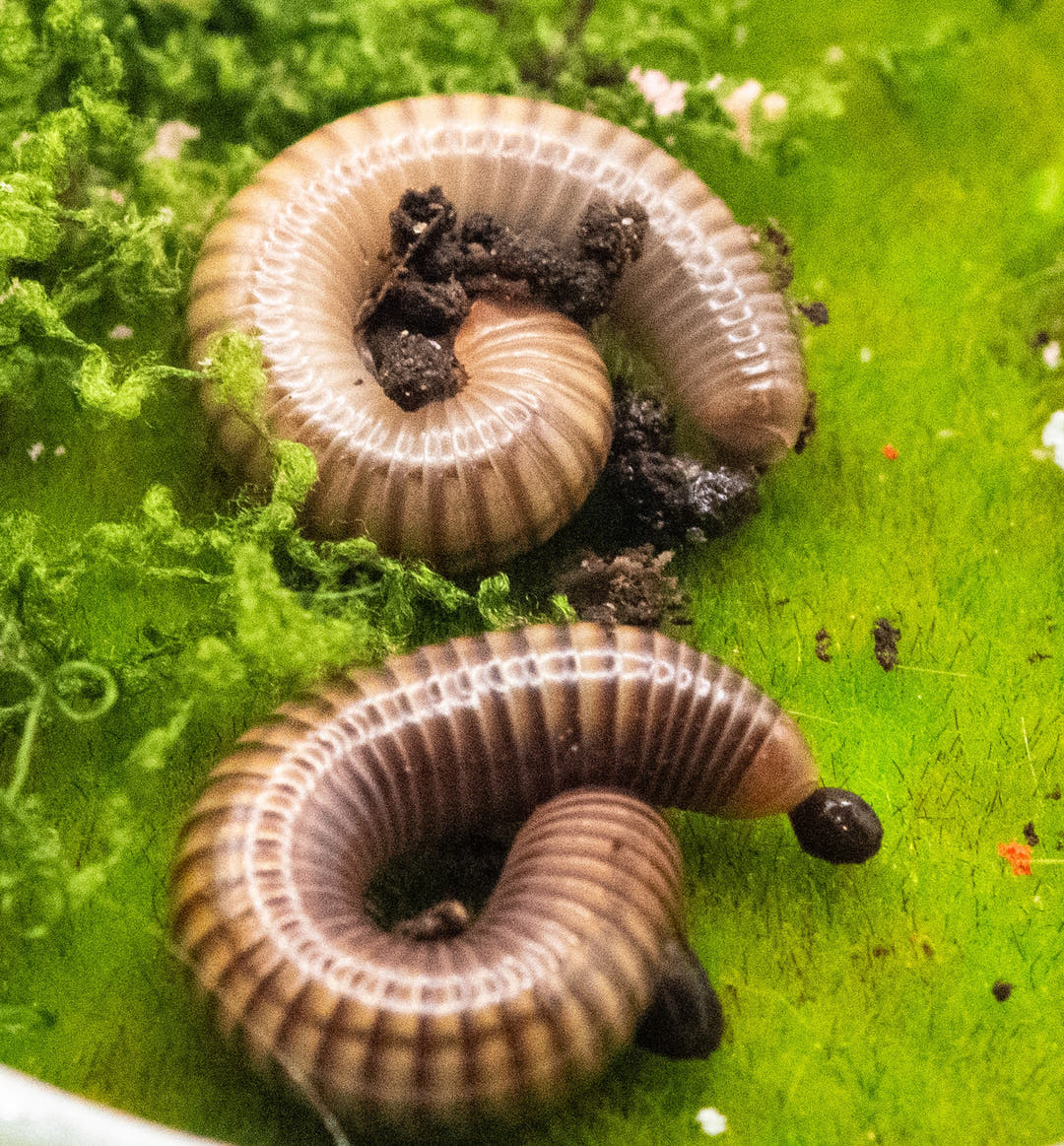 Two Amber millipedes, tan with fine dark bands, curled on bright green moss among crumbs of dark soil.