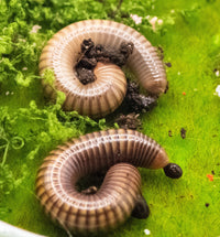 Amber Millipede (Pelmatojulus Ligulatus)