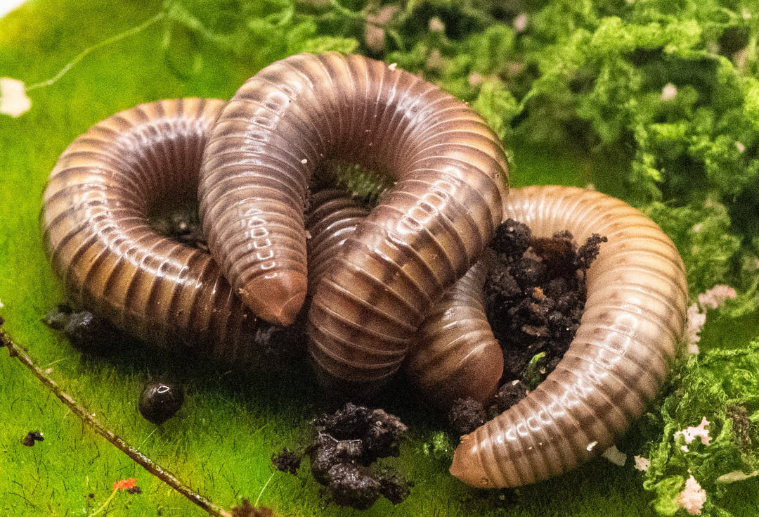 Several Amber millipedes coiled over one another on a bright green leaf, bodies ringed tan and brown.