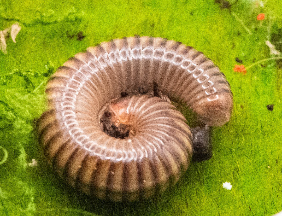 A single Amber millipede coiled flat on a bright green surface, pale legs showing along the inside of the coil.