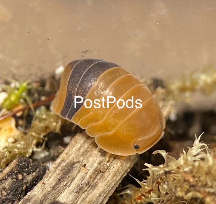 amber ducky isopod