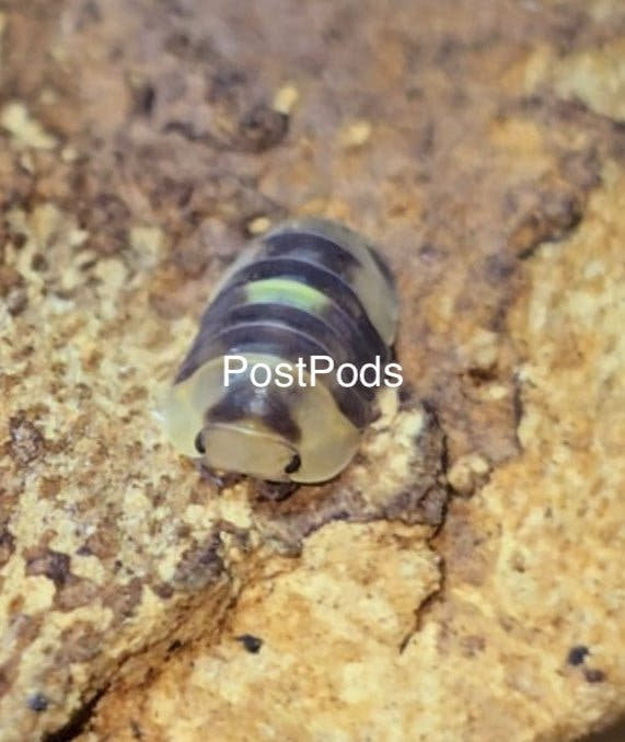 amber Firefly Isopod 2