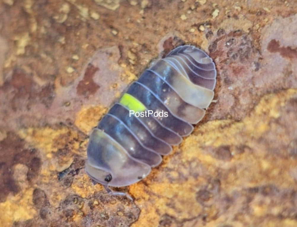 amber firefly isopod for sale