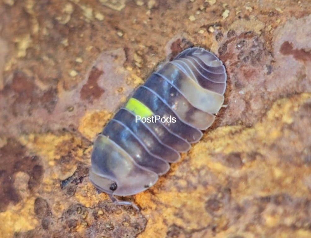 amber firefly isopod for sale