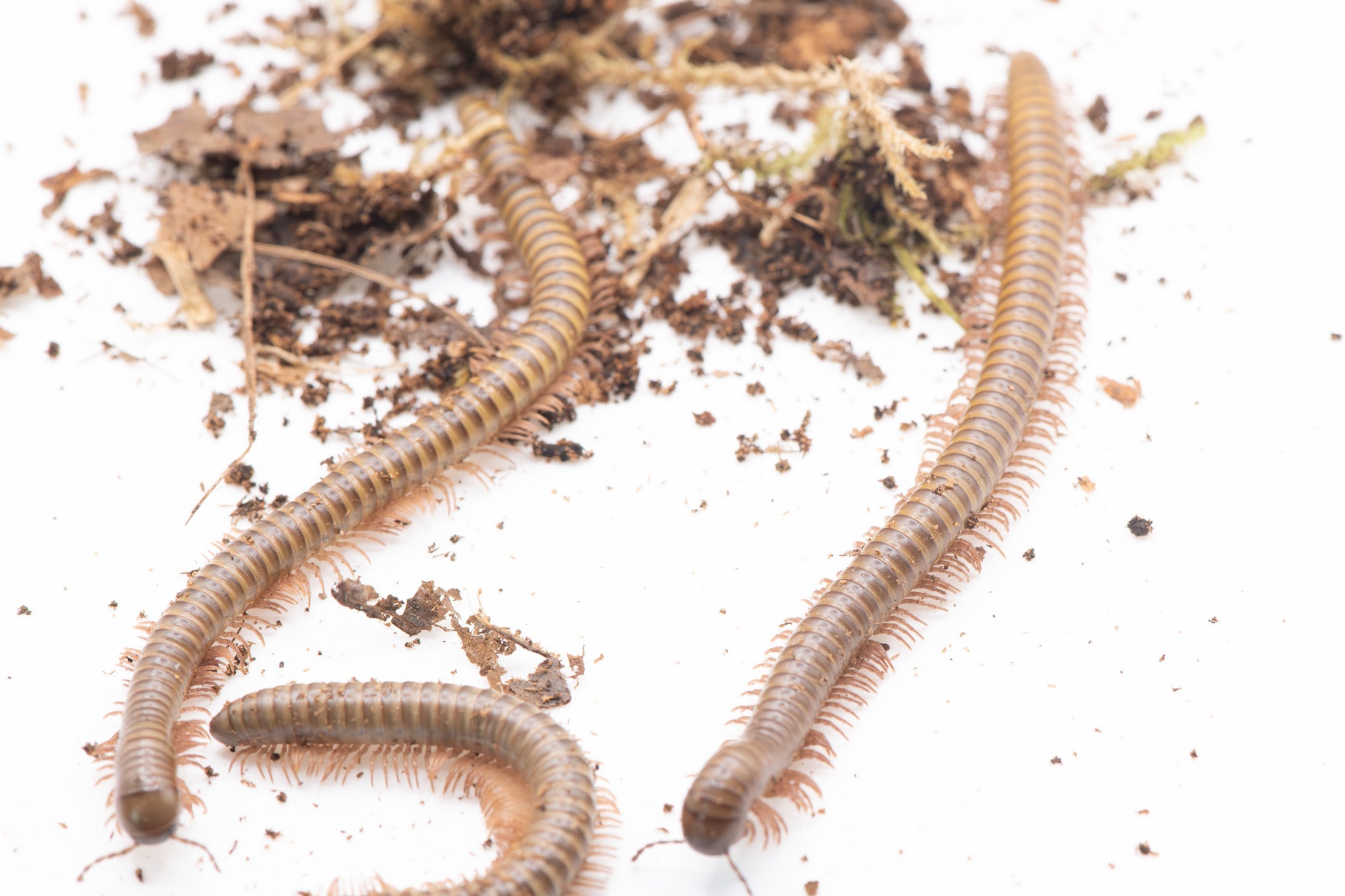 African Olive Millipede, Analocostreptus gregorius, UK | PostPods