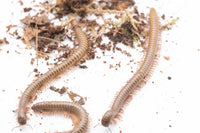 African Olive Millipede