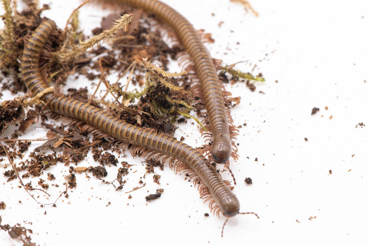 African Olive Millipedes