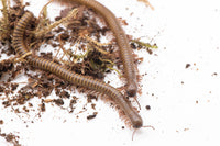 African Olive Millipedes