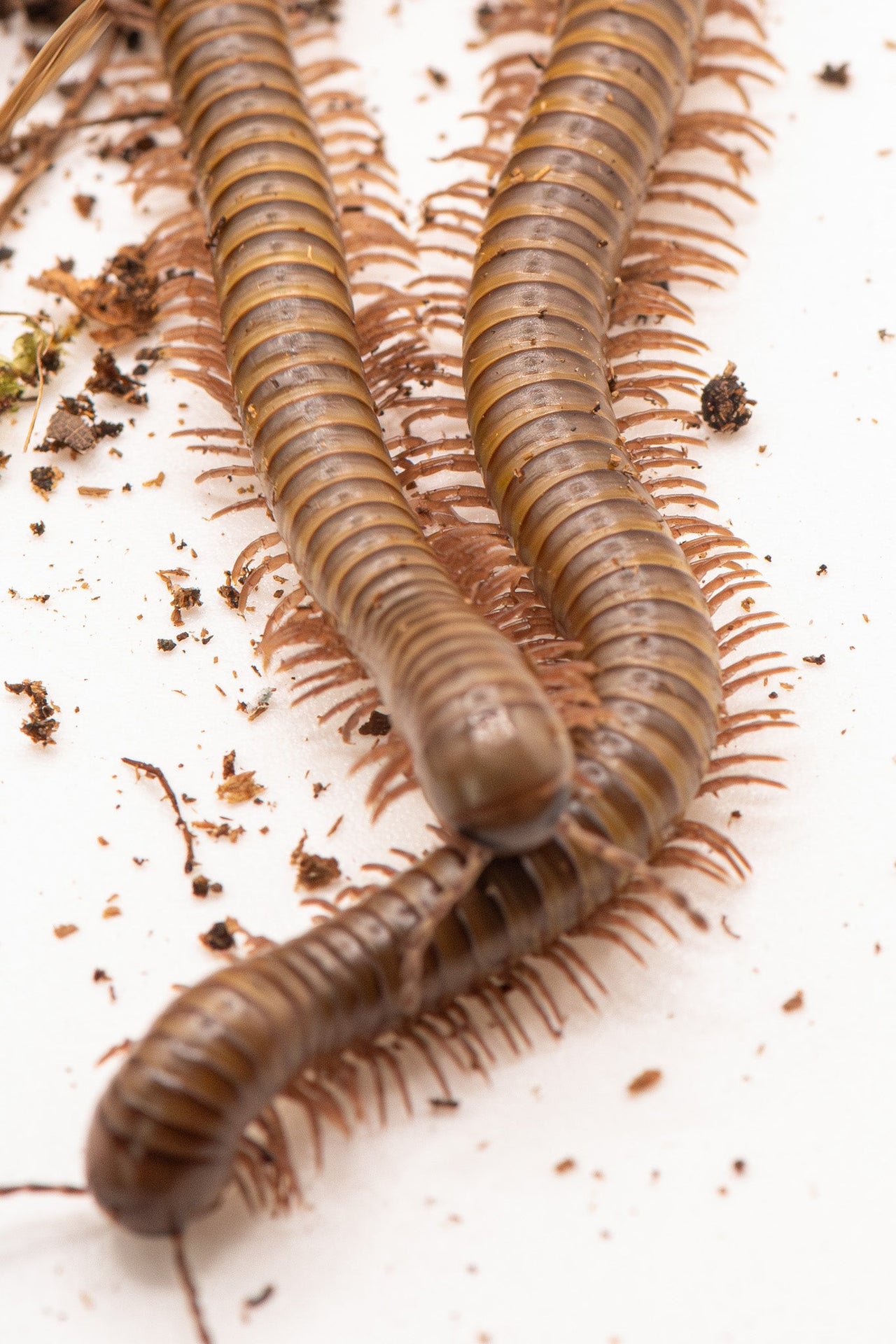 African Olive Millipedes