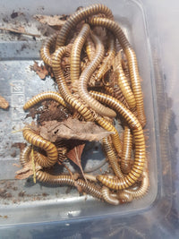 Analocostreptus Gregorius (African Olive Millipede)