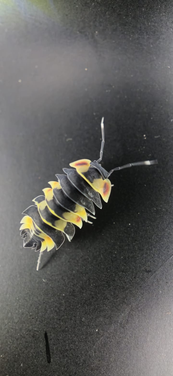 Ardentiella sp. 'Pastel' Isopods for Sale