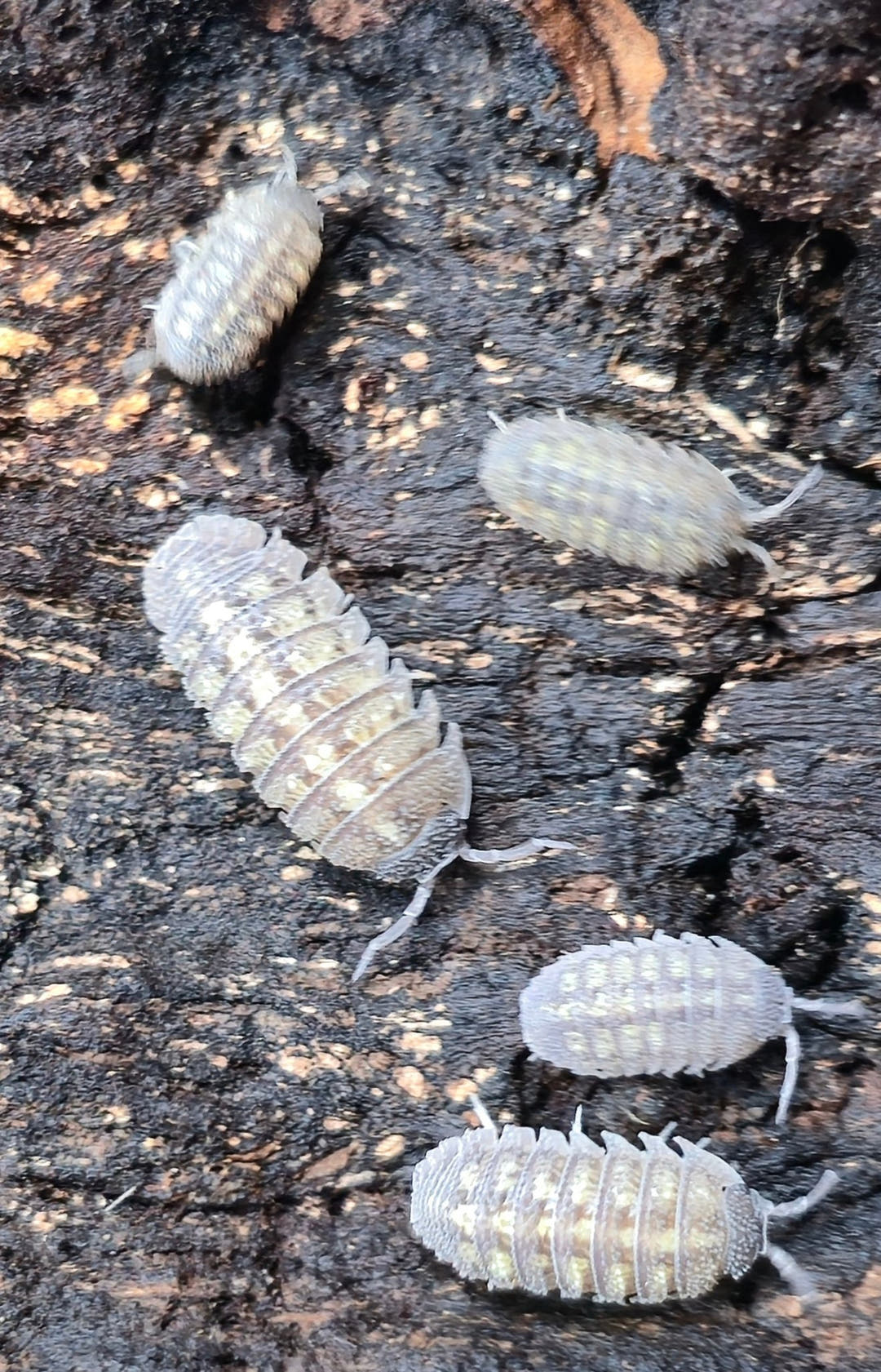 Armadillidium Beieri Isopods