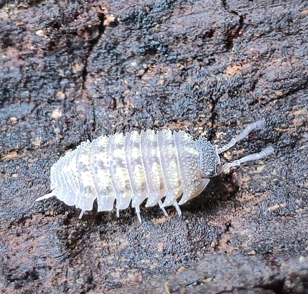 Armadillidium Beieri Isopods