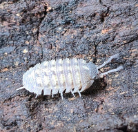 Armadillidium Beieri Isopods - Isopods For Sale UK I PostPods