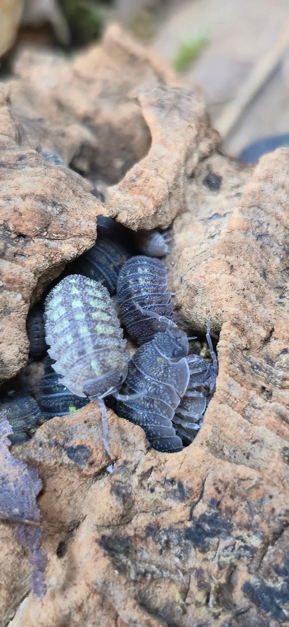 Armadillidium Beieri Isopods