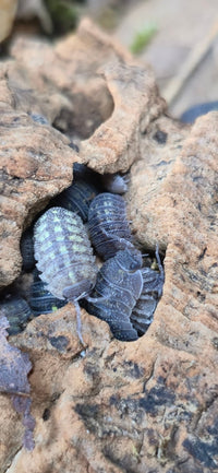 Armadillidium Beieri Isopods - Isopods For Sale UK I PostPods