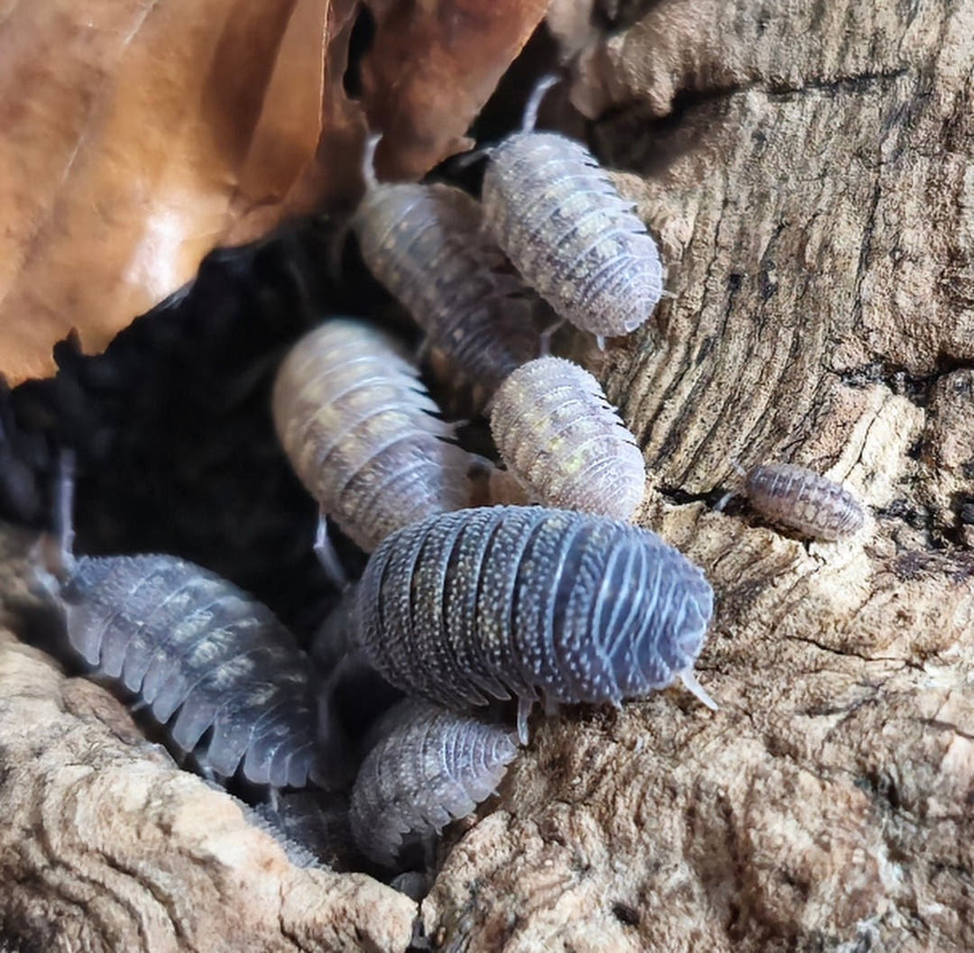 A group of Armadillidium beieri, grey with a granular back, around a crevice in bark beside dry leaf litter.