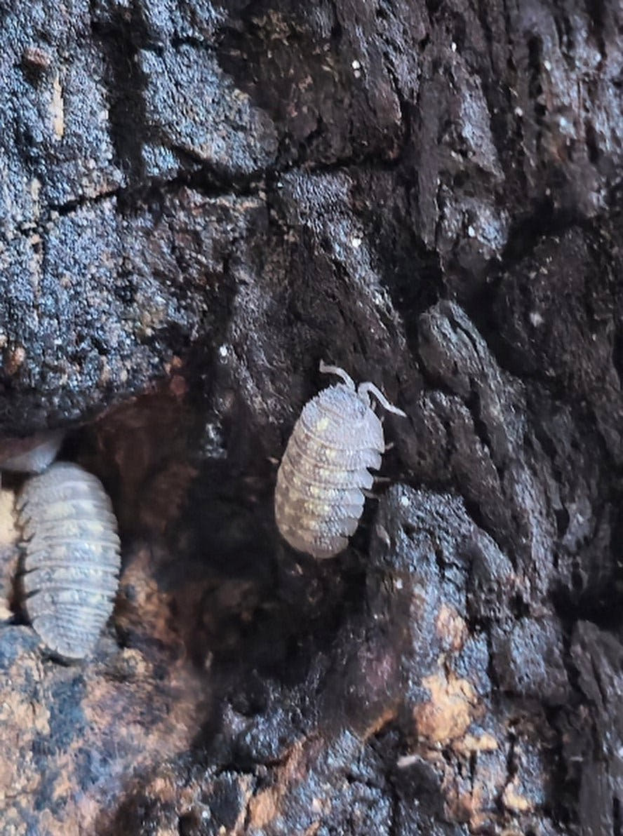 Pale, granular Armadillidium beieri on a piece of dark, deeply textured bark.