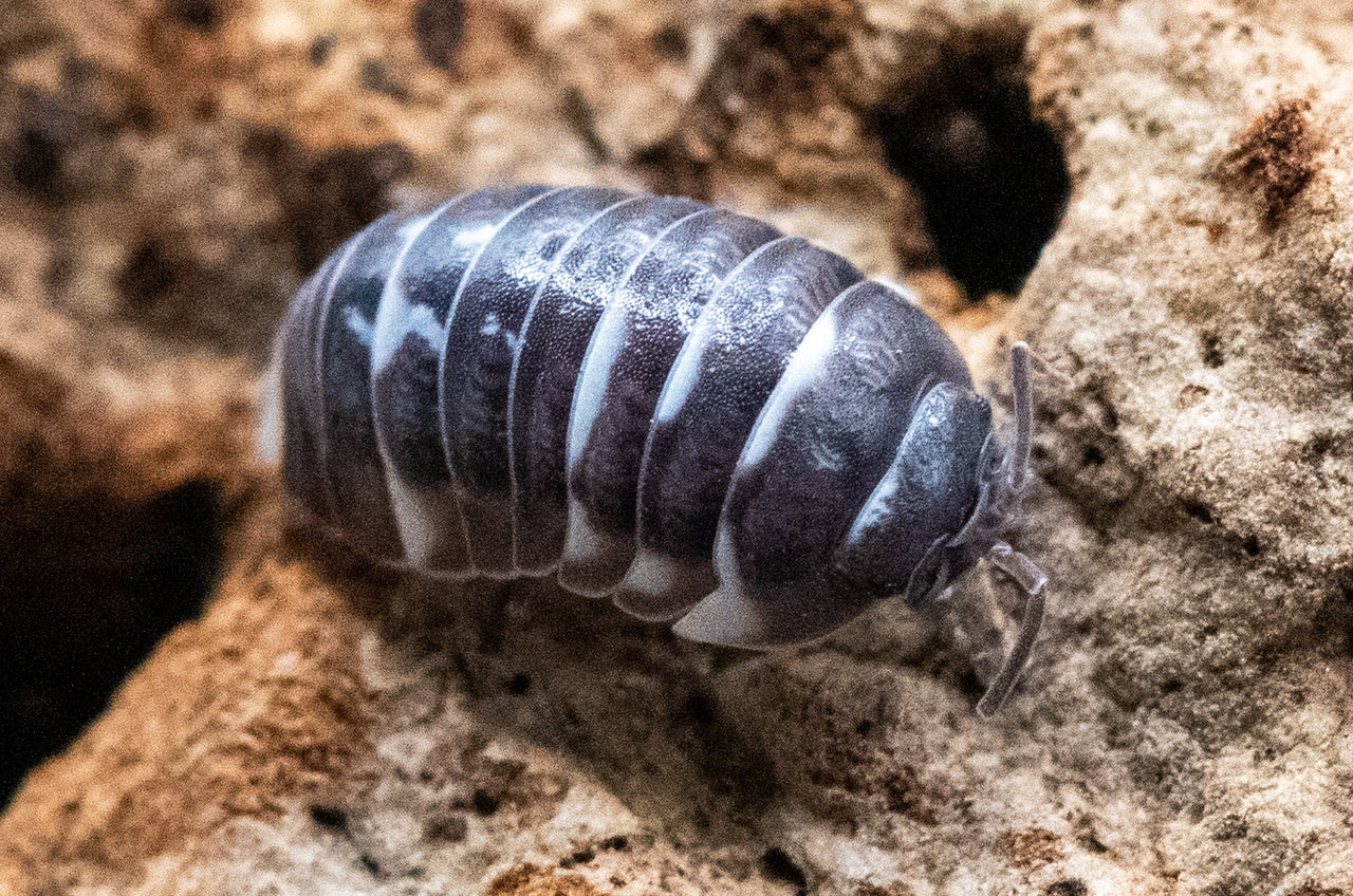 cory silver isopod