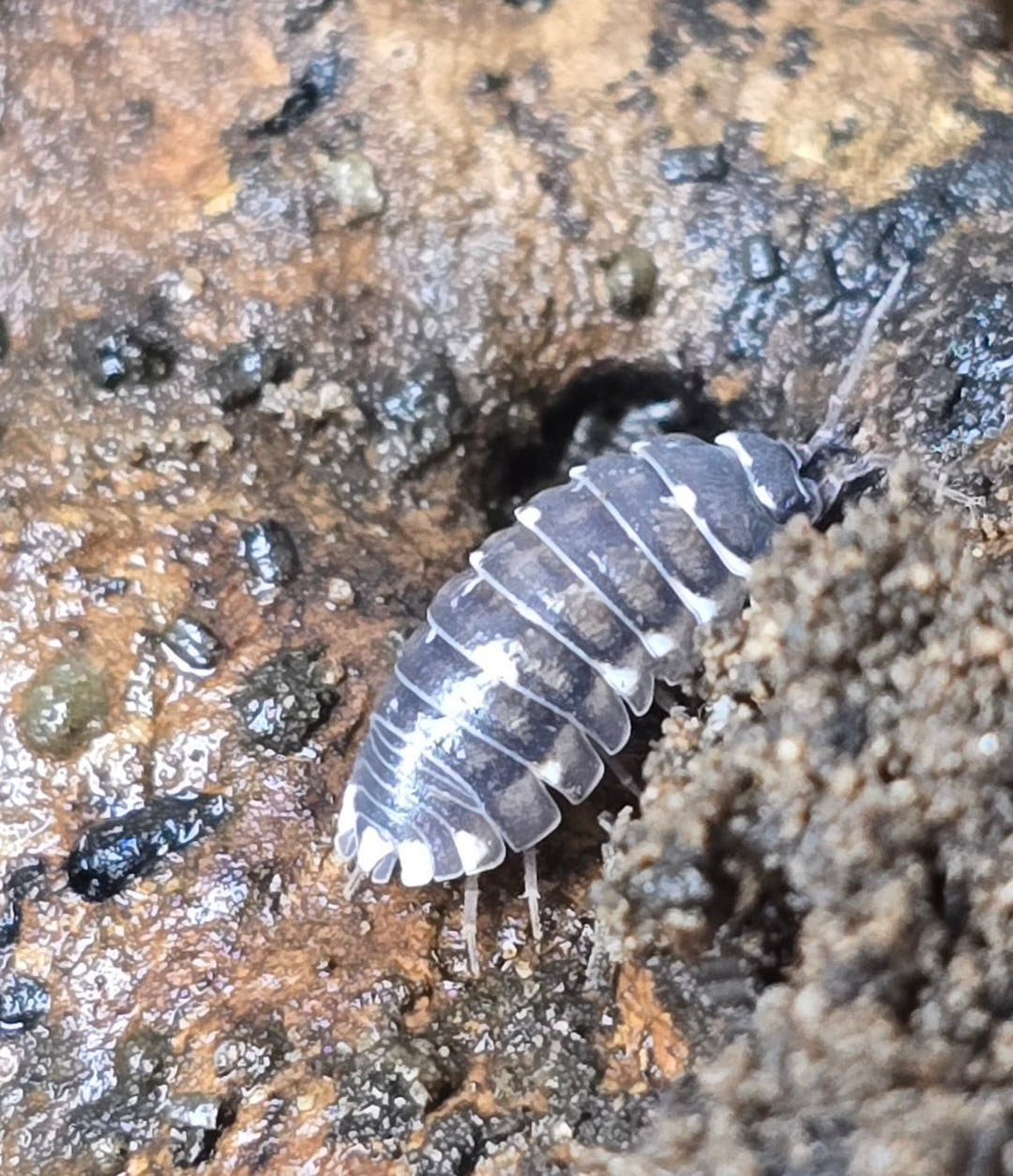 Armadillidium Corcyraeum Silver Isopods