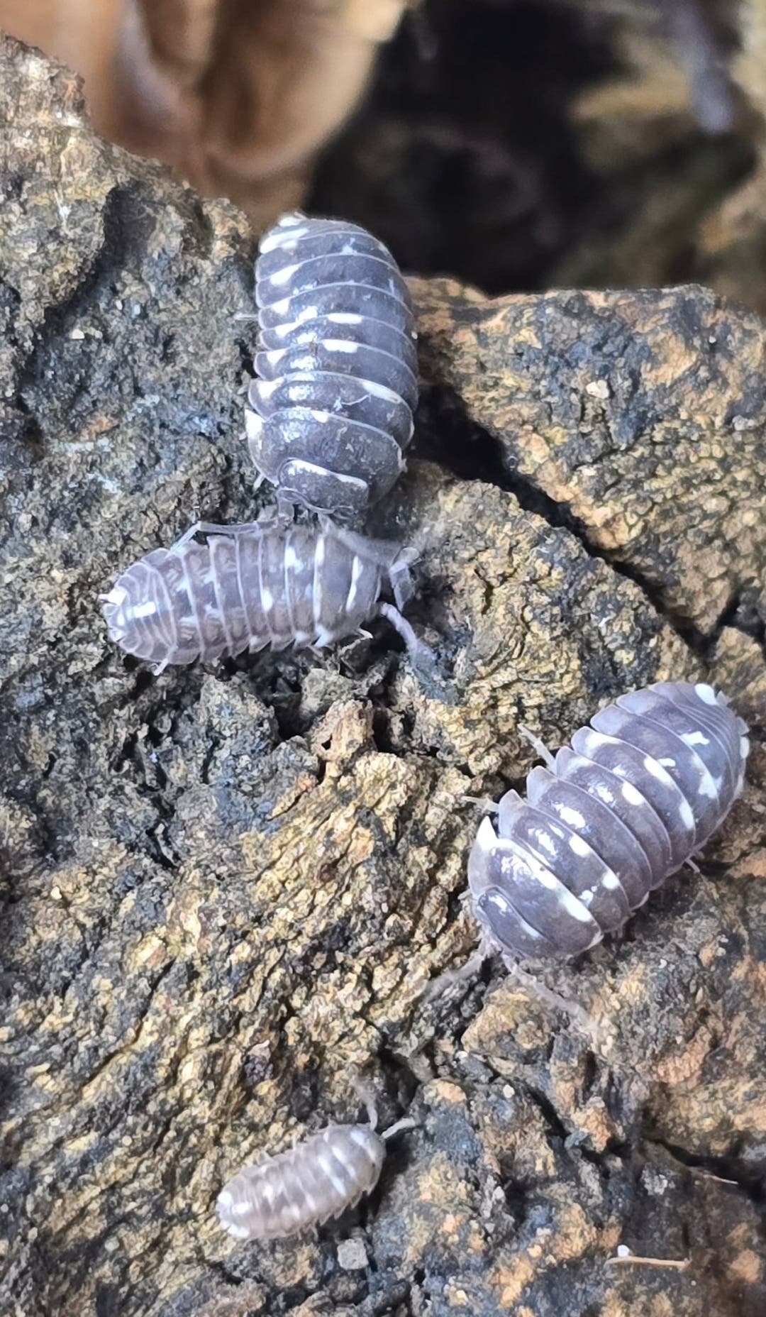 Armadillidium Corcyraeum Silver Isopods