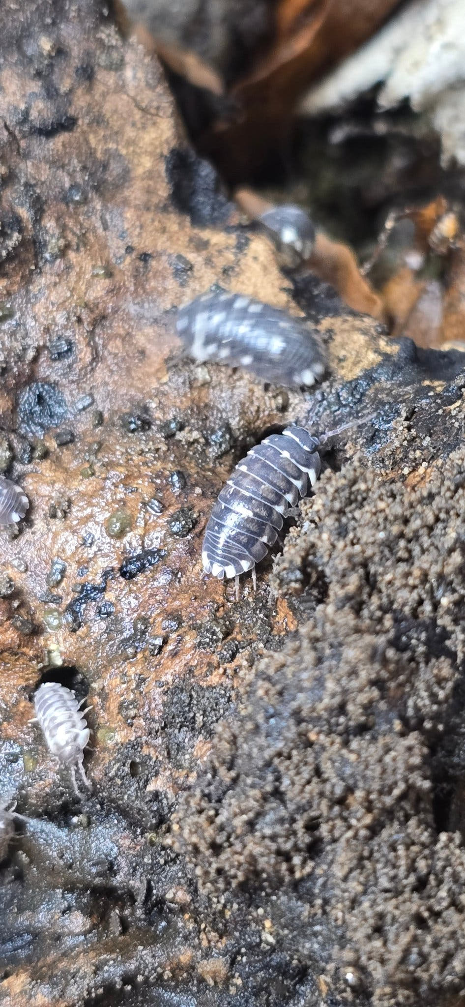 Armadillidium Corcyraeum Silver Isopods