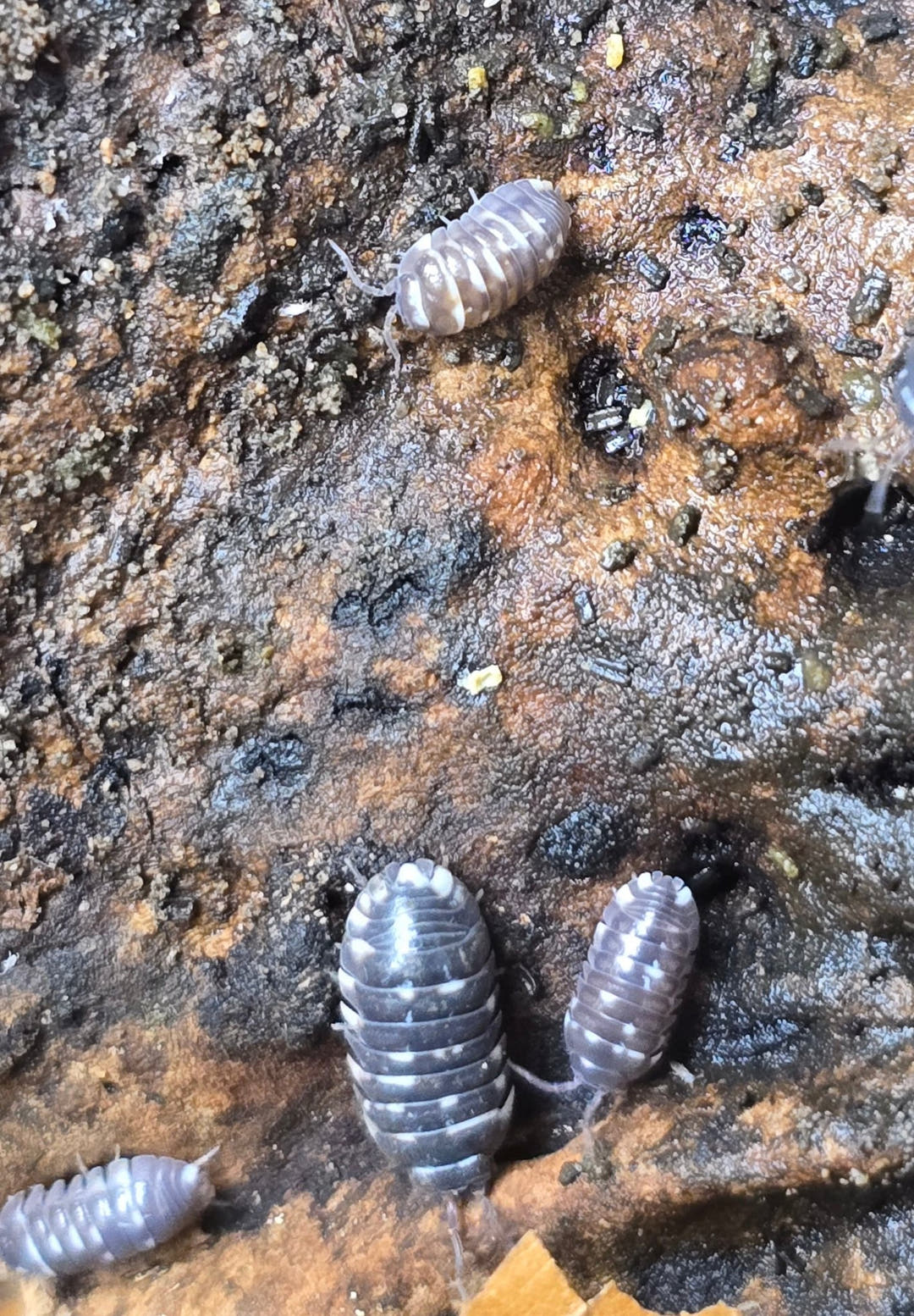 Armadillidium Corcyraeum Silver Isopods