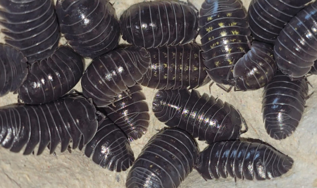 Armadillidium Depressum Isopods