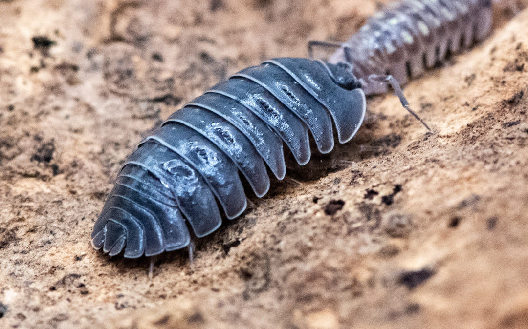 depressum isopod