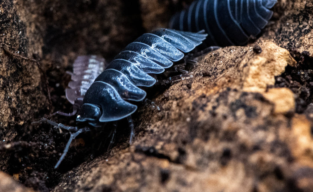 depressum isopod up close